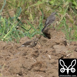 ムネアカタヒバリの群れの中にタヒバリを1羽発見。遠いですが、今季初です。