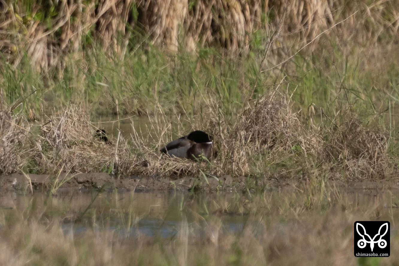 マガモ