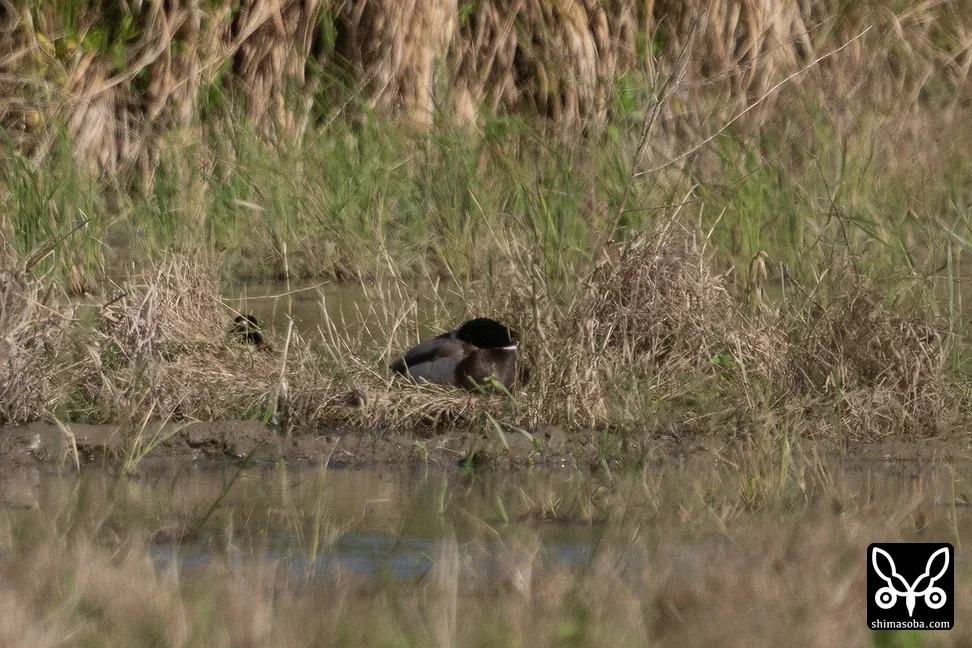 マガモ