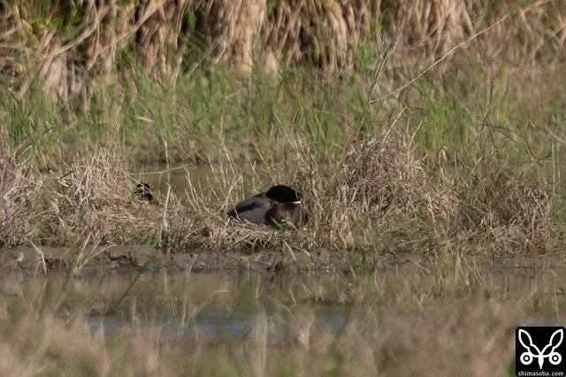 寝るマガモのオス。