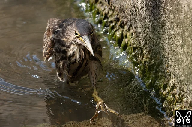 水路のリュウキュウヨシゴイ幼鳥。