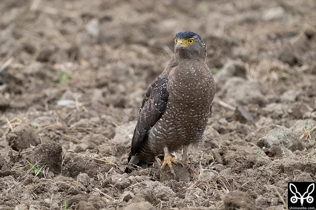 カンムリワシ成鳥。