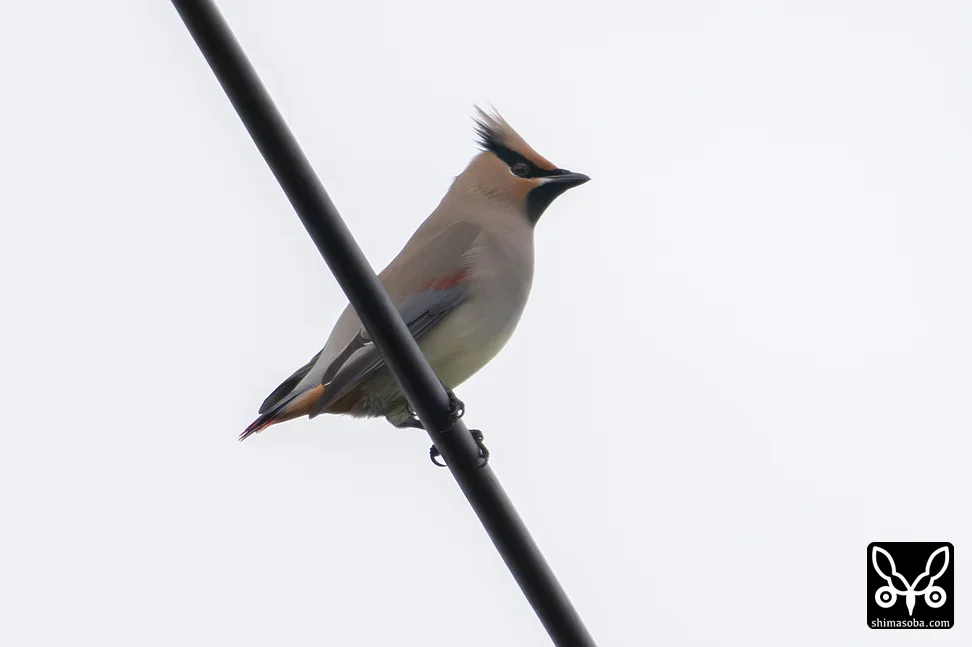 ヒレンジャク