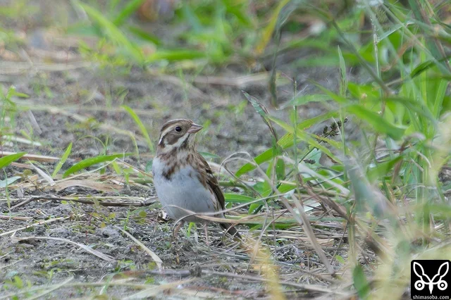 カシラダカは、収穫の終わった田んぼで米を食っていました。