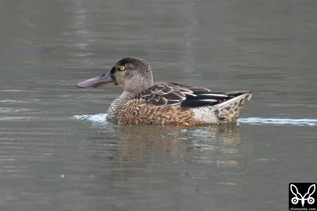 ハシビロガモのオス幼鳥。