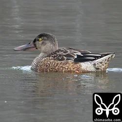 ハシビロガモのオス幼鳥。