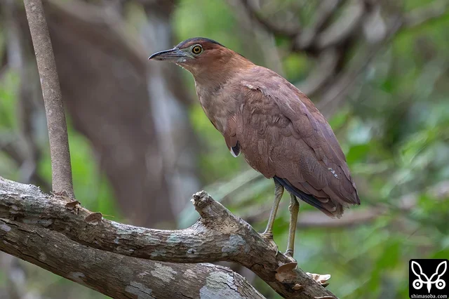ズグロミゾゴイ成鳥。