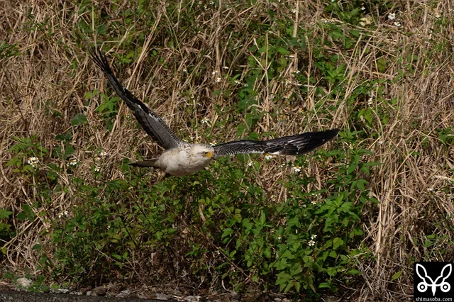 チョウゲンボウに煽られて逃げるカンムリワシ幼鳥。