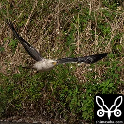 カンムリワシ幼鳥、ベニバト
