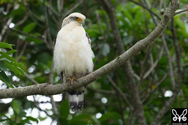 カンムリワシ幼鳥。鳴き声が聞こえてくるので探してみるといました。