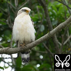カンムリワシ幼鳥、チョウセンチョウゲンボウ、ジャワアカガシラサギ、ソリハシセイタカシギほか