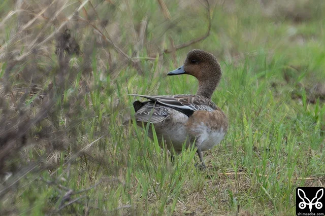 ヒドリガモのメス成鳥。右足を痛めているようでした。