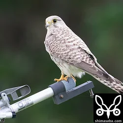 チョウセンチョウゲンボウ幼鳥。数日前から滞在中。