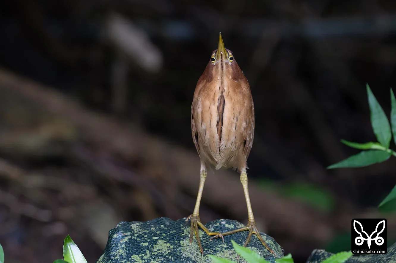 リュウキュウヨシゴイ
