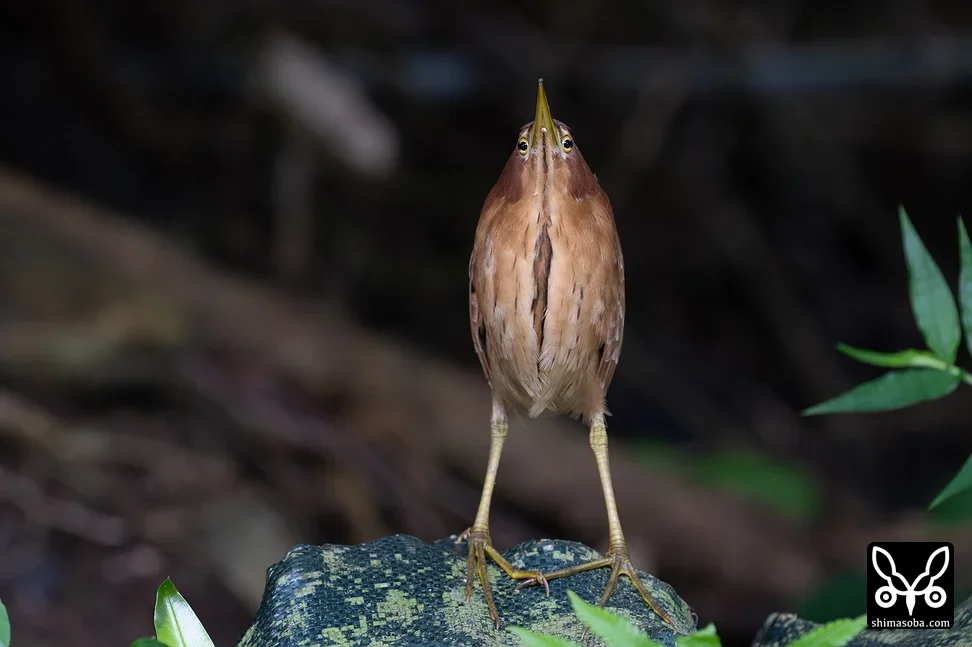 リュウキュウヨシゴイ