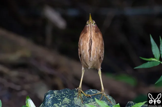 山の中で邂逅したリュウキュウヨシゴイのオス。どうして、こんなところにいるんだろうか?