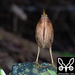 リュウキュウヨシゴイ
