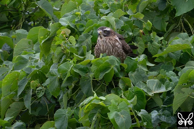 越冬サシバ幼鳥。 `昨年までは5年連続で暗色型サシバ <https://shimasoba.com/blog/2204/>`_ が越冬していたエリア。