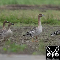 ヒメヒシクイ? ロシアヒシクイ? とヒシクイ、オオヒシクイ
