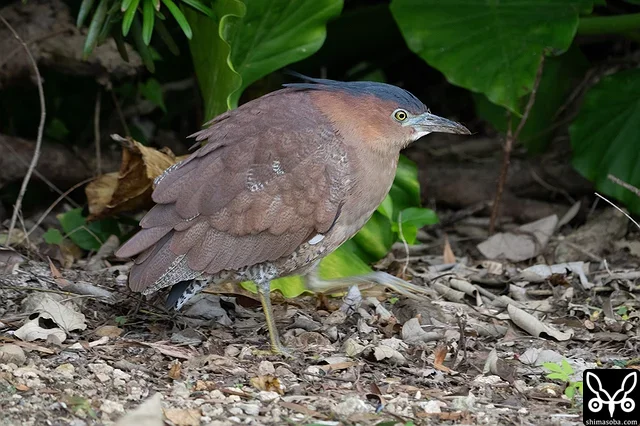 ズグロミゾゴイ成鳥。観光地のなれた個体。