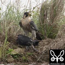 シベリアハヤブサ