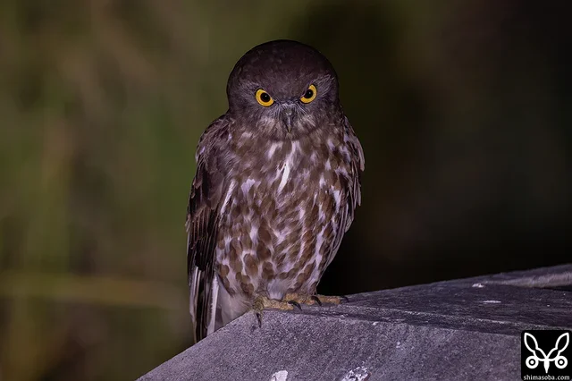 上のコミミズクのすぐそばにいたアオバズク。お互い干渉はせず。