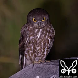 リュウキュウアオバズク