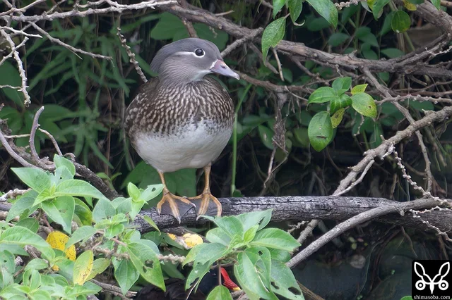 オシドリのメス成鳥。