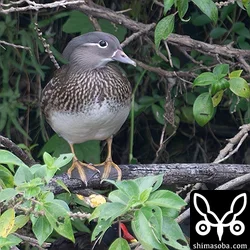 オシドリのメス成鳥。