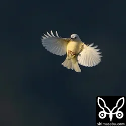 シロガシラ