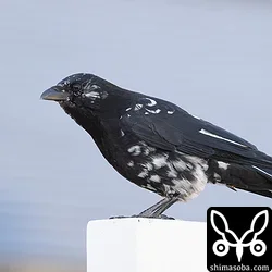 実家の窓からハシボソガラス。このウェブログにハシボソガラスが登場するのは初めて。石垣島ではハシボソガラスの記録はありません。