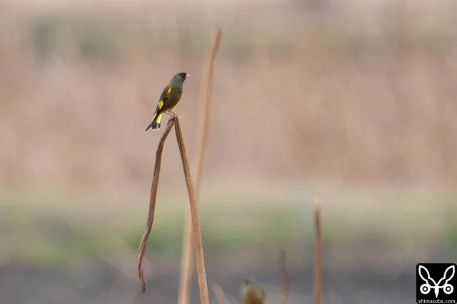 カワラヒワの鳴き声がすると思ったら遠くに2羽。