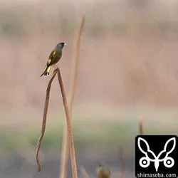 カワラヒワの鳴き声がすると思ったら遠くに2羽。