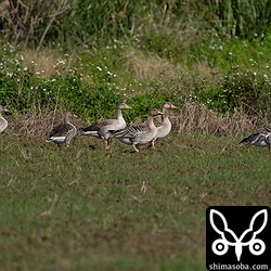 ハイイロガン5羽とオオヒシクイ(右)、ヒシクイ(右から3羽目)。ヒシクイは小型タイプなのでツンドラ型でしょうか。全て成鳥です。 `ヒメヒシクイと見られる個体 <https://shimasoba.com/blog/2316/>`_ は、群れから離れてしまったようです。