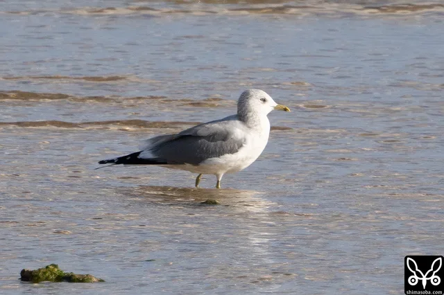 カモメ成鳥冬羽。カモメが石垣島に現れるのは10年に1度程度の頻度なので、うれしいです。