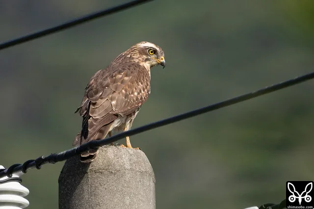 獲物を探し、草原を見渡すサシバ幼鳥。