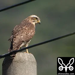 獲物を探し、草原を見渡すサシバ幼鳥。