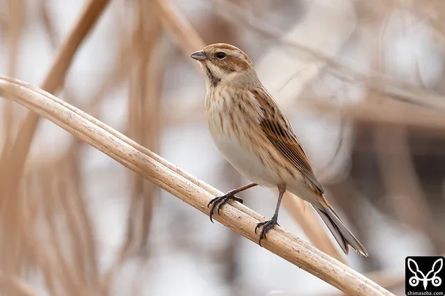 エンベリの地鳴きを聞いていると目の前に現れたのはオオジュリン。石垣島ではお目にかかれない。