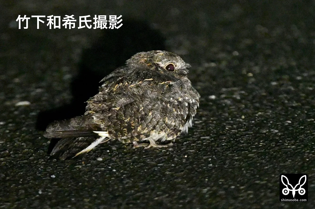 シロアゴヨタカ