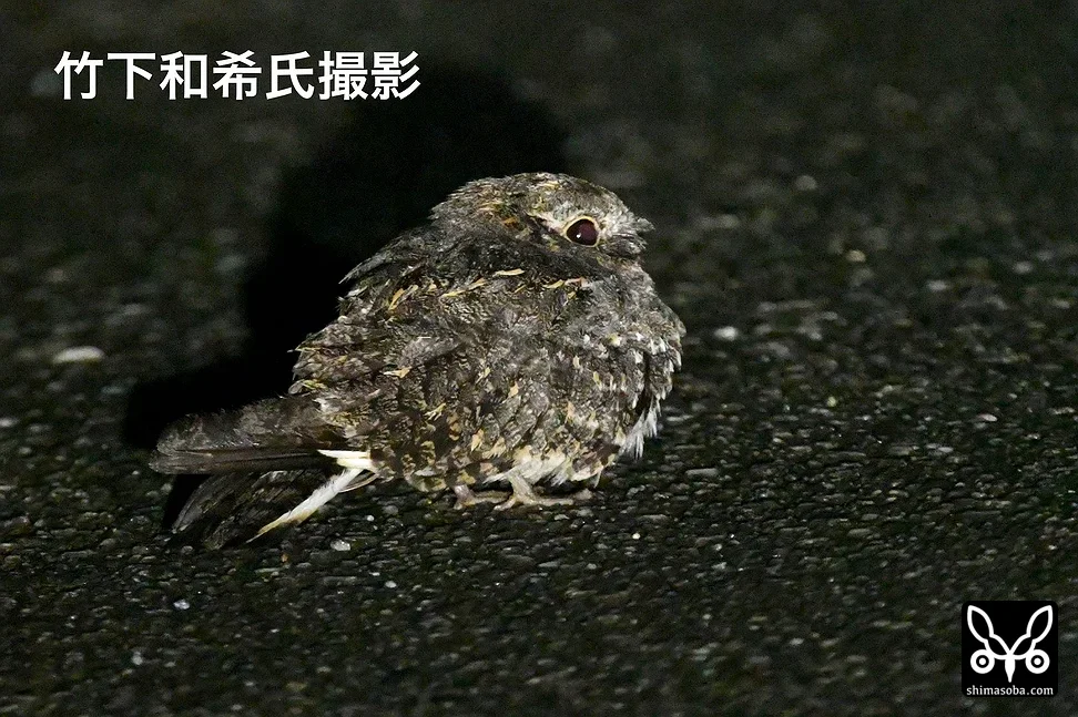 シロアゴヨタカ