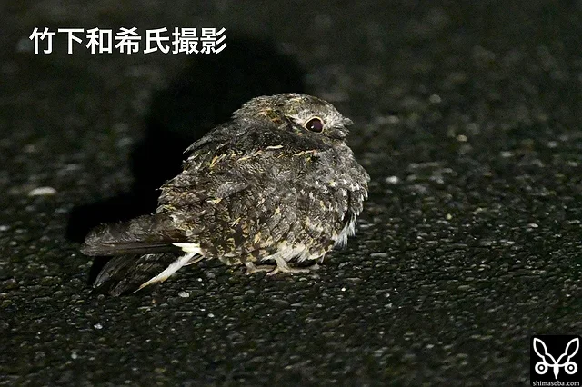 国内初記録のシロアゴヨタカ!! 写真が撮れなかったので、竹下君に写真提供いただきました!!