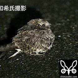 日本初記録のシロアゴヨタカ!!