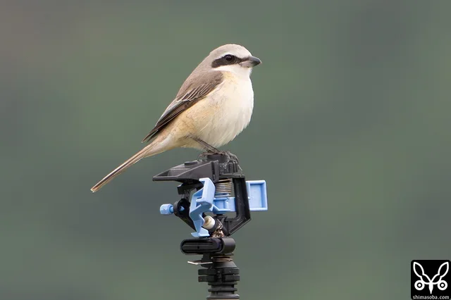 シマアカモズのメス成鳥。