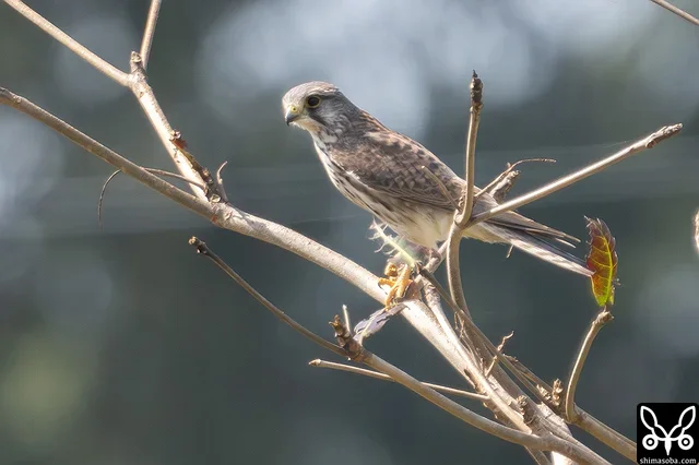 やけに細身で小柄なのチョウゲンボウ幼鳥。一瞬、アレかと思いました。^^;