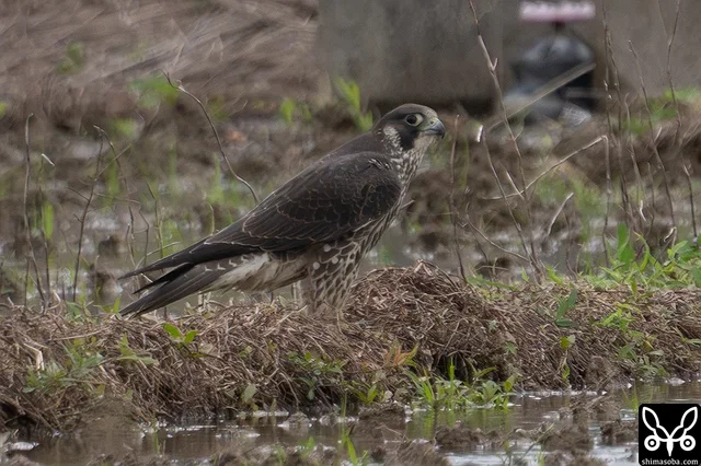 ハヤブサ幼鳥。