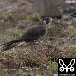 ハヤブサ幼鳥。