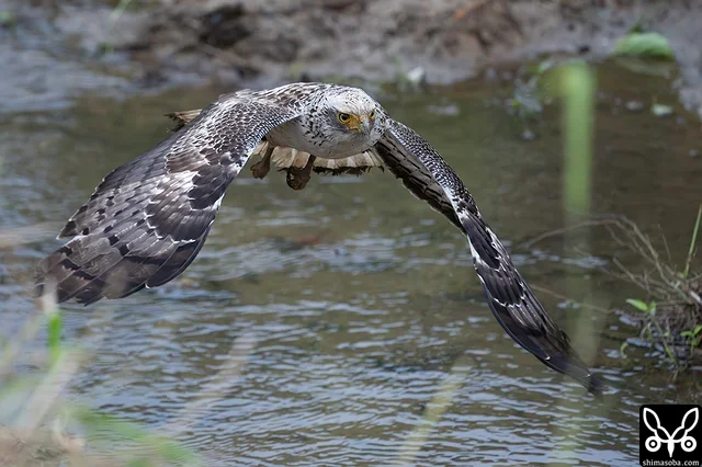 カンムリワシの幼鳥。水路をこちらへ向かって飛んできました。