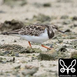 海岸で座って待っていたら目の前までキョウジョシギが寄ってきました。