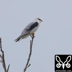 カタグロトビ、オオノスリ、カンムリワシ幼鳥、ハヤブサいろいろ(動画あり)