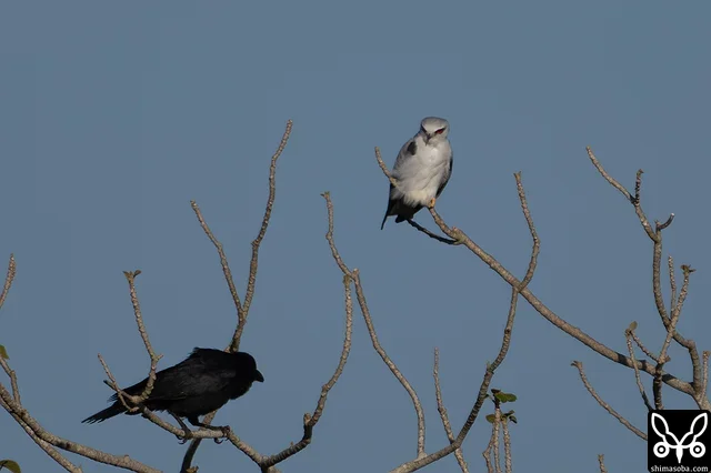 しばらくするとカラスが2羽やってきてカタグロトビを追い払ってしまった。カタグロトビは近くの電柱で交尾していたので、この付近で繁殖するものと思われます。